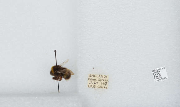 Image of White-tailed bumblebee