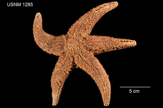 Image of Giant Pink Sea Star