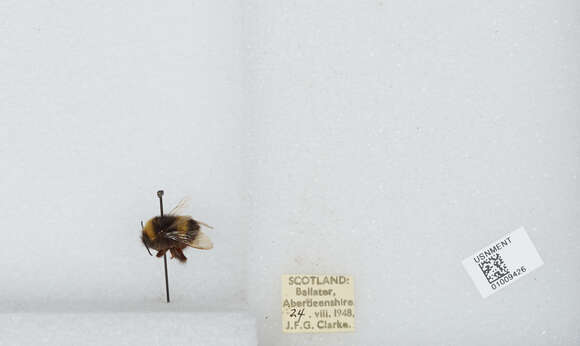 Image of White-tailed bumblebee