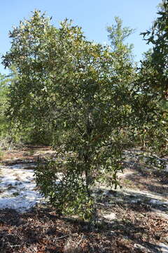 Image of Turkey Oak