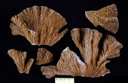 Image of <i>Pocillopora plicata</i> Dana 1846