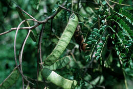 Image of Acacia muricata