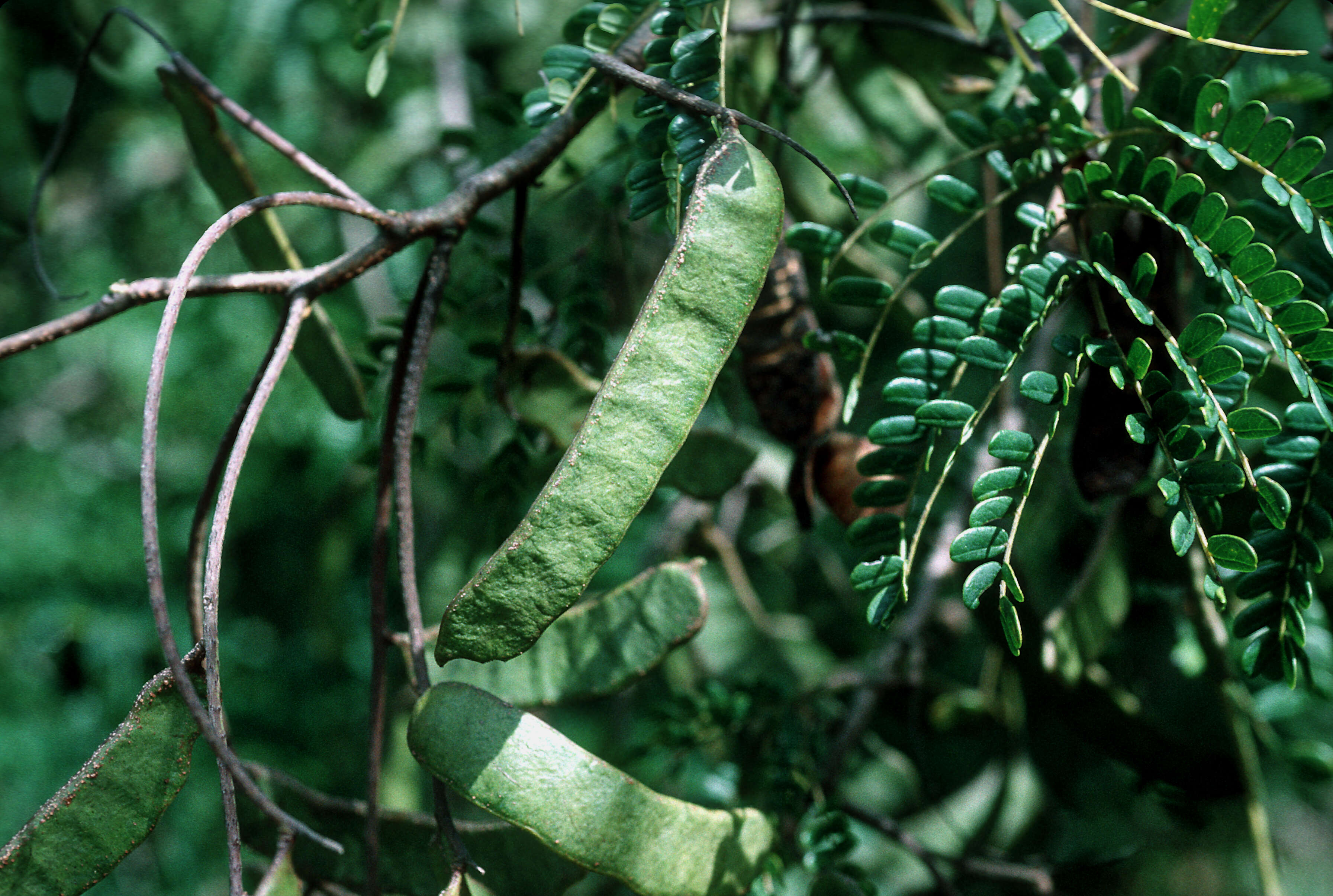 Image of Acacia muricata