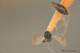 Sympiesis stigmatipennis Girault 1917 resmi