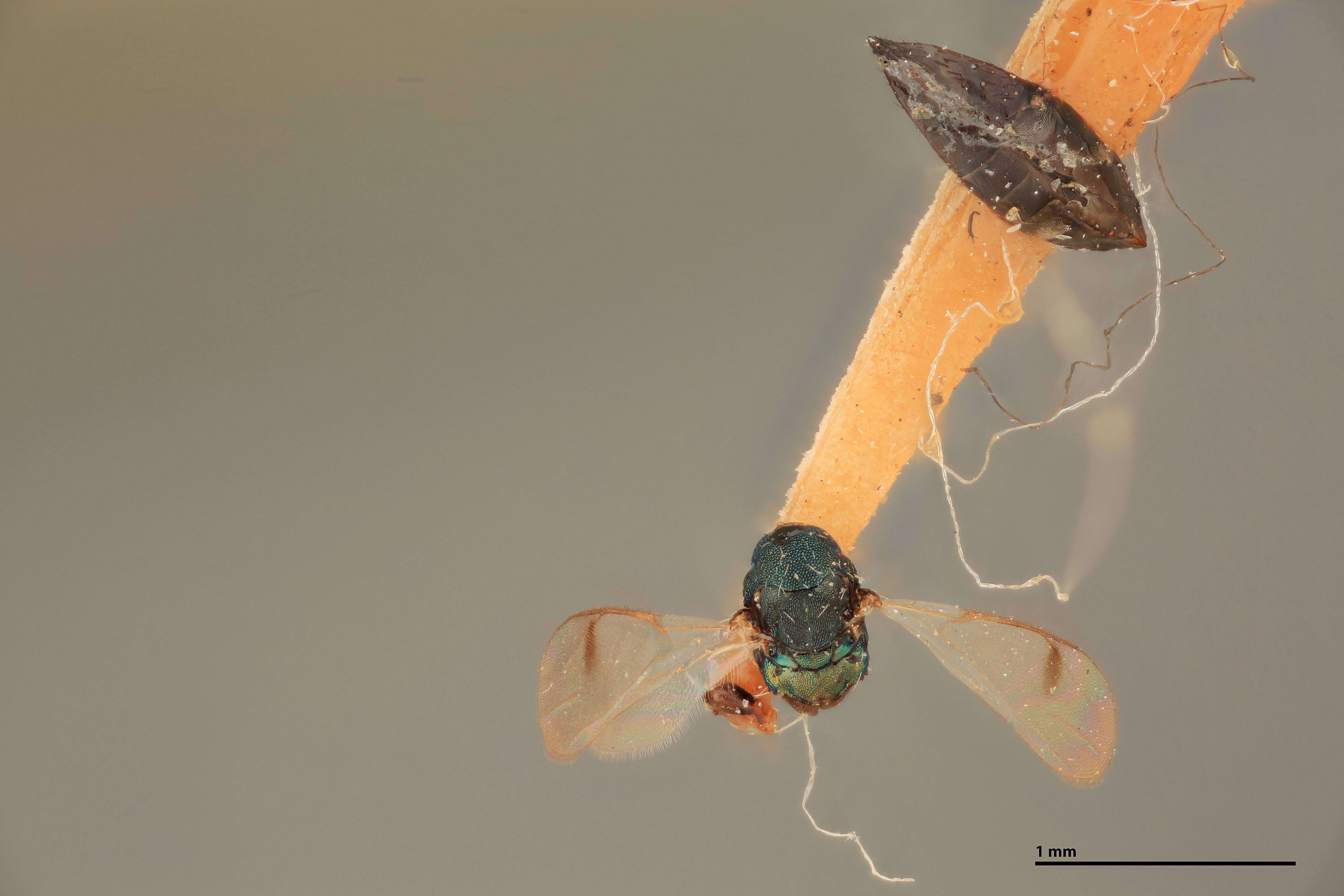 Слика од Sympiesis stigmatipennis Girault 1917