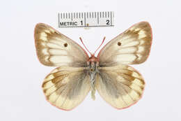 Image of <i>Colias australis</i>