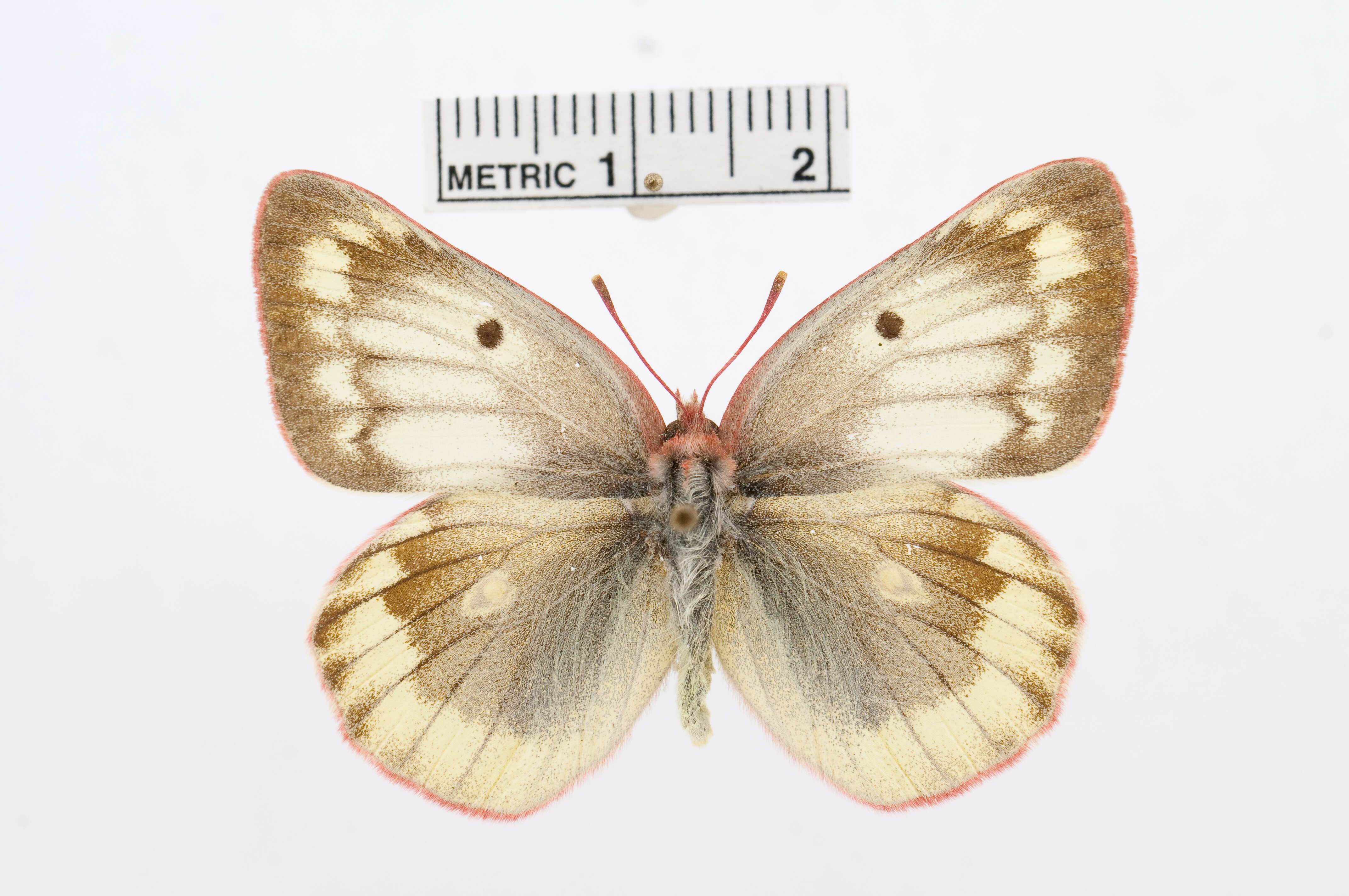 Image of <i>Colias australis</i>