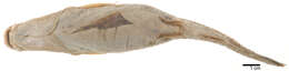 Image of Leiocassis poecilopterus (Valenciennes 1840)