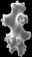 Image of Pleurocorallium niveum (Bayer 1956)