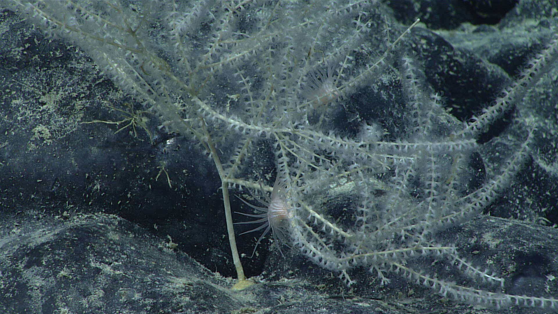 Image of Calyptrophora carinata Cairns 2018