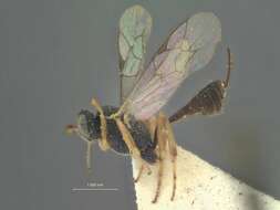 Image of Velutininae Gray 1840