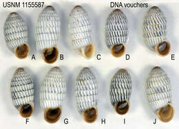 Image of Cerion uva (Linnaeus 1758)