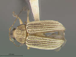 صورة Colaspis Fabricius 1801