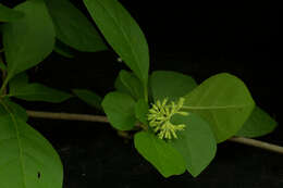 Image of Nyctaginaceae