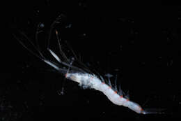 Image of Sergestidae