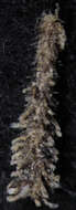 Image de Alcyonidium mamillatum Alder 1857