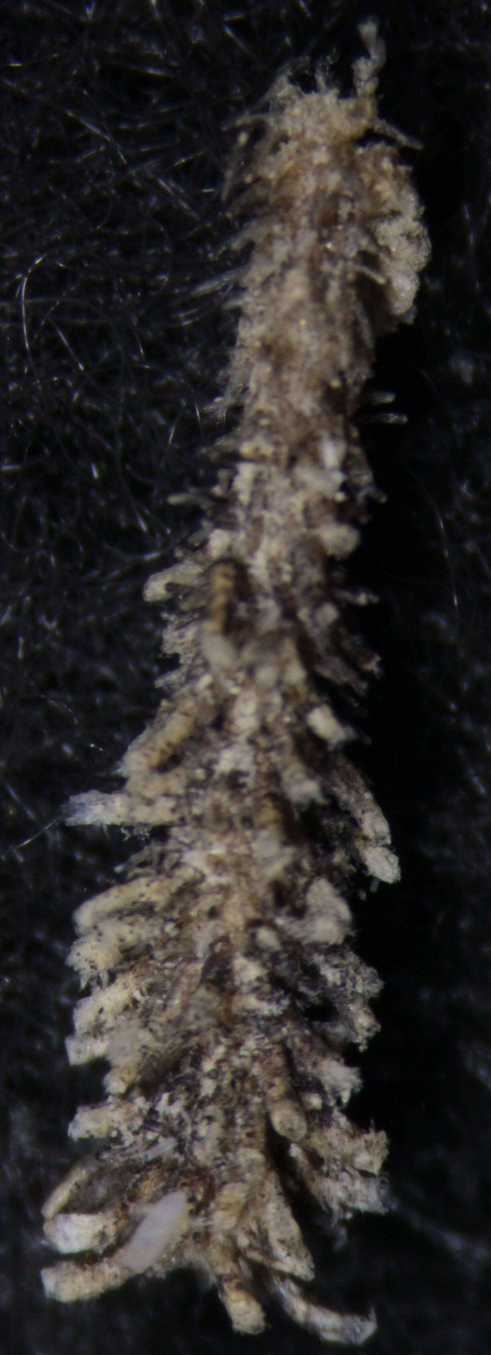 Image de Alcyonidium mamillatum Alder 1857