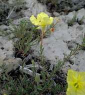 Imagem de Oenothera hartwegii subsp. pubescens (A. Gray) W. L. Wagner & Hoch