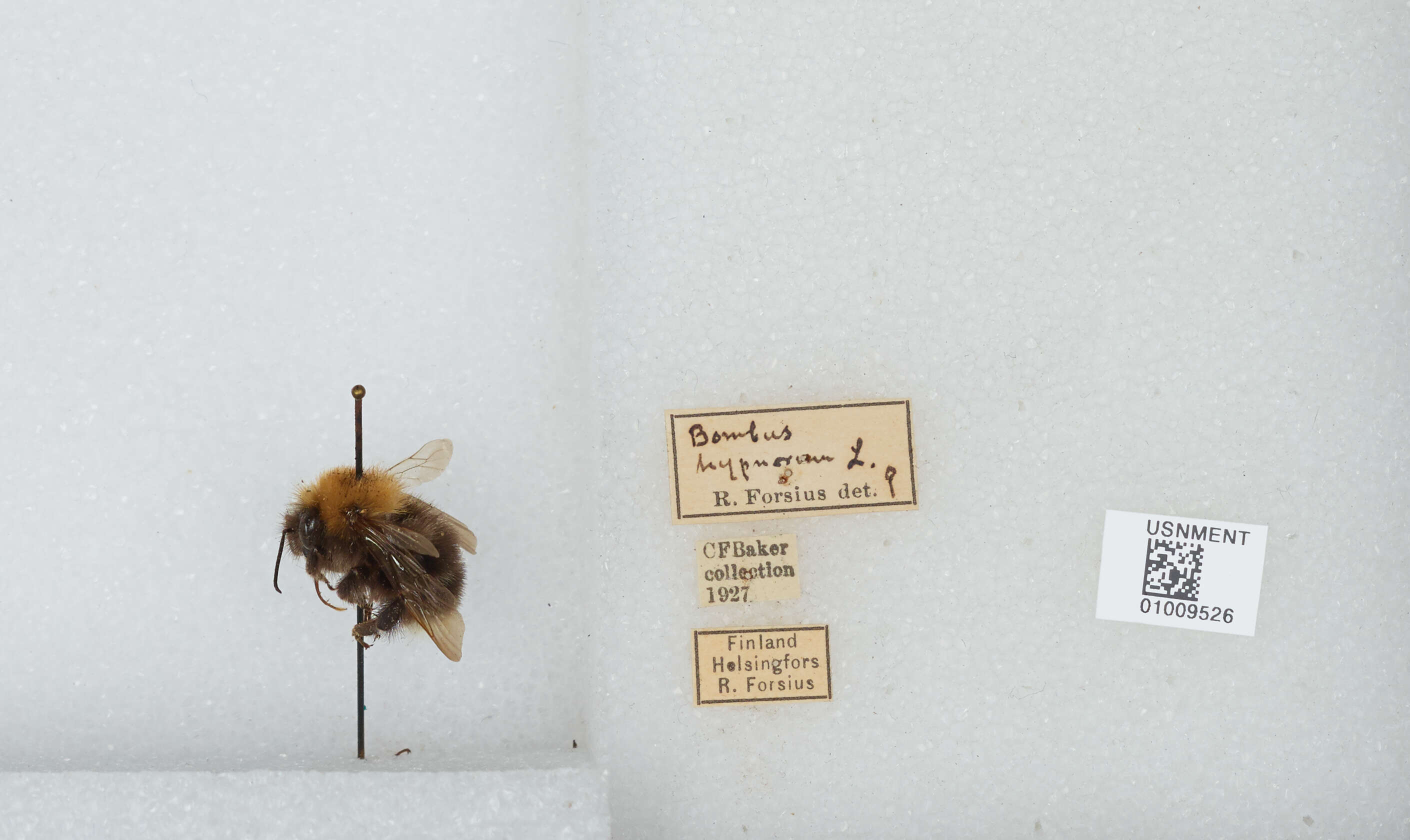 Image of Bombus hypnorum (Linnaeus 1758)