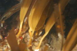 Image of Phaeophyceae