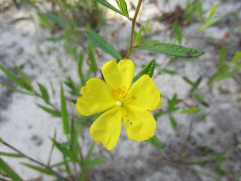 Image of longbranch frostweed