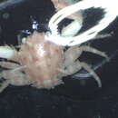 Image of striped porcelain crab