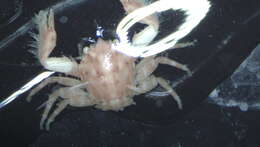Image of striped porcelain crab