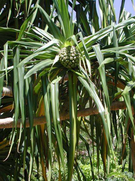 Image of Tahitian screwpine