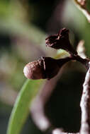 Sivun Licaria parvifolia (Meisn.) Vattimo-Gil kuva