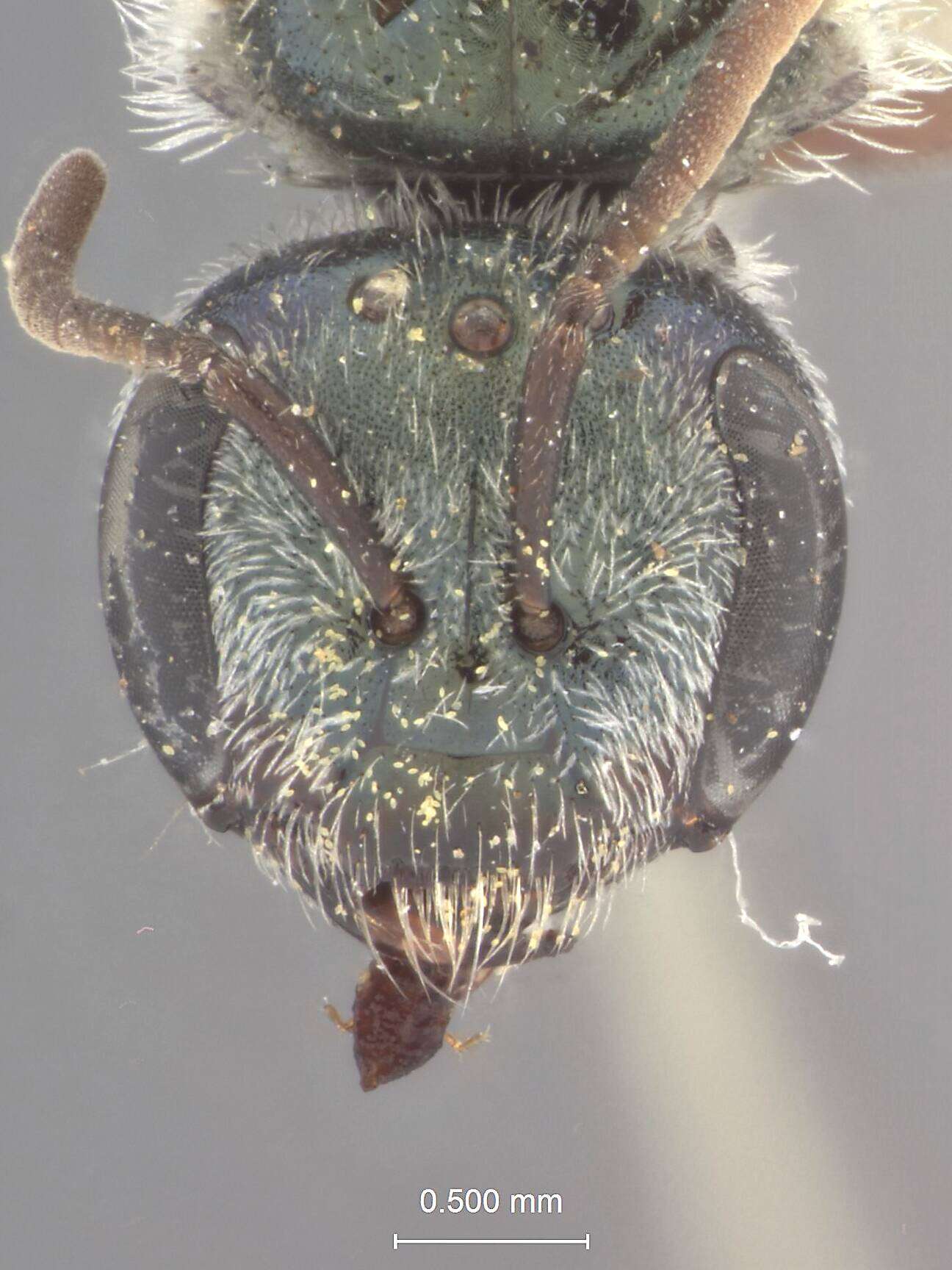 Image of Halictus