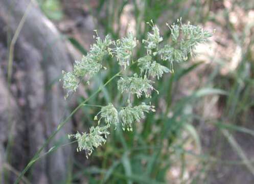 Image of Cocksfoot or Orchard Grass