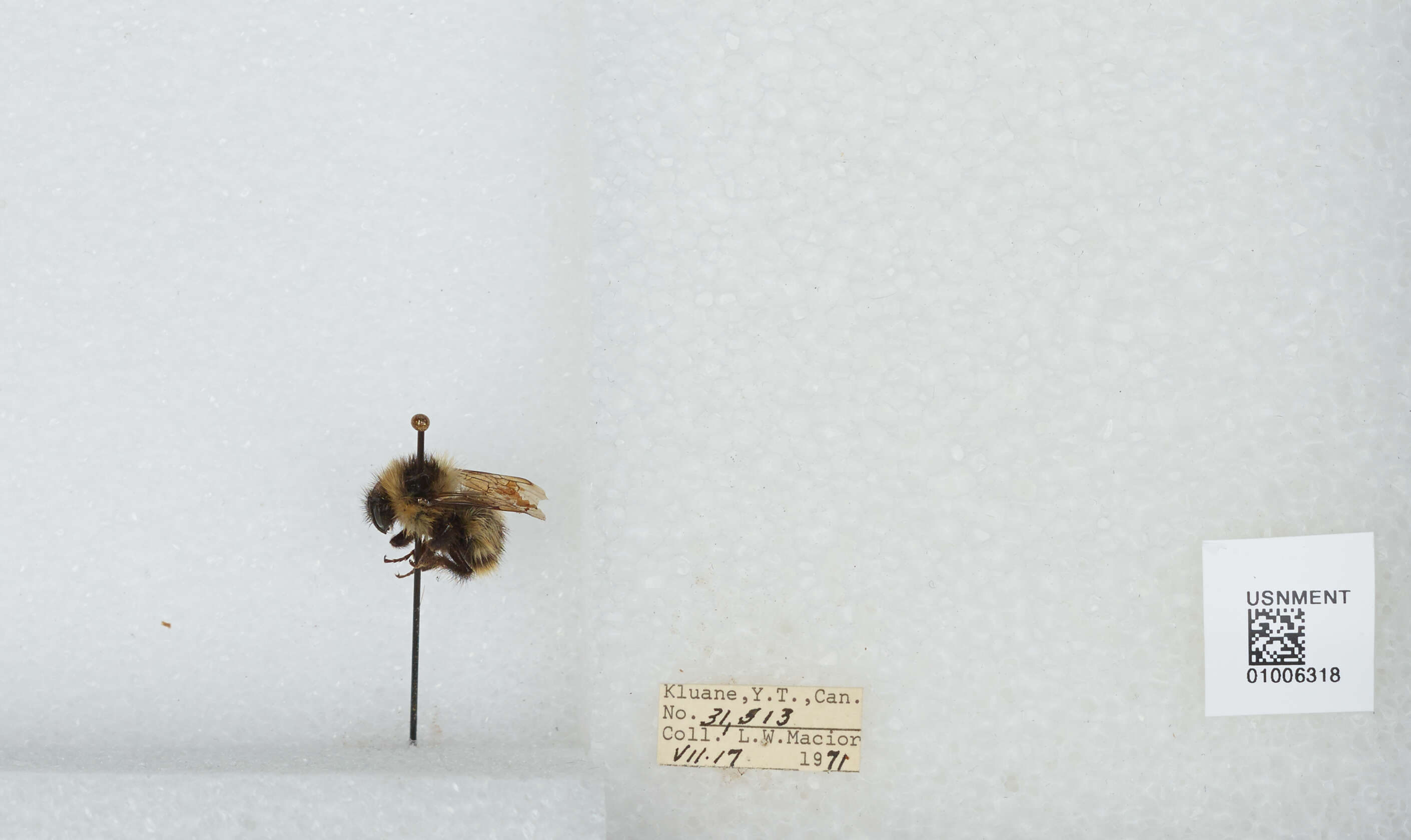 Image of Frigid Bumble Bee