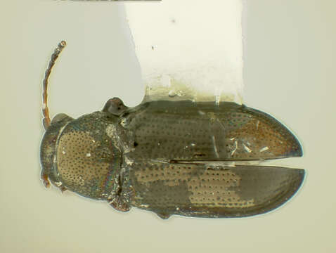 Image of Chaetocnema producta R. White 1996