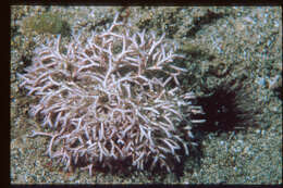 Image of Liagora ceranoides