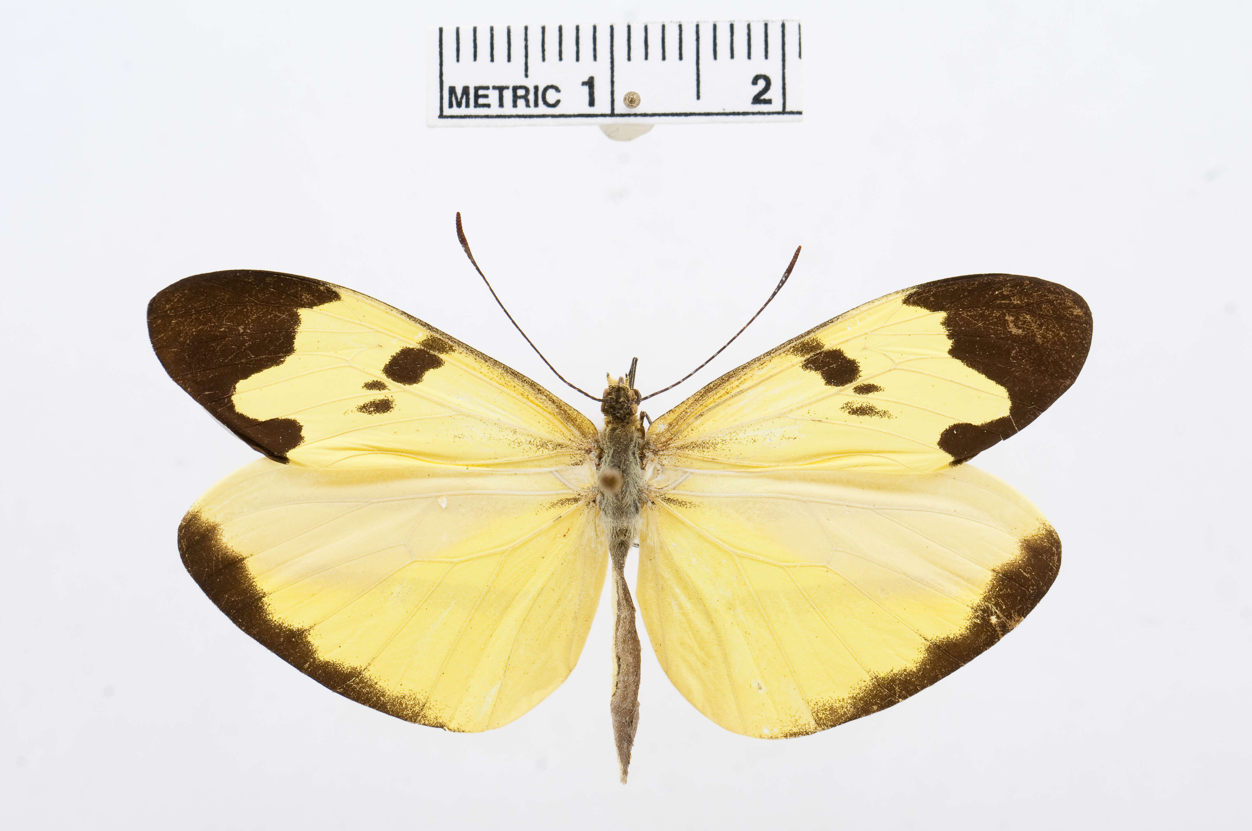 Sivun Enantia melite (Linnaeus 1763) kuva