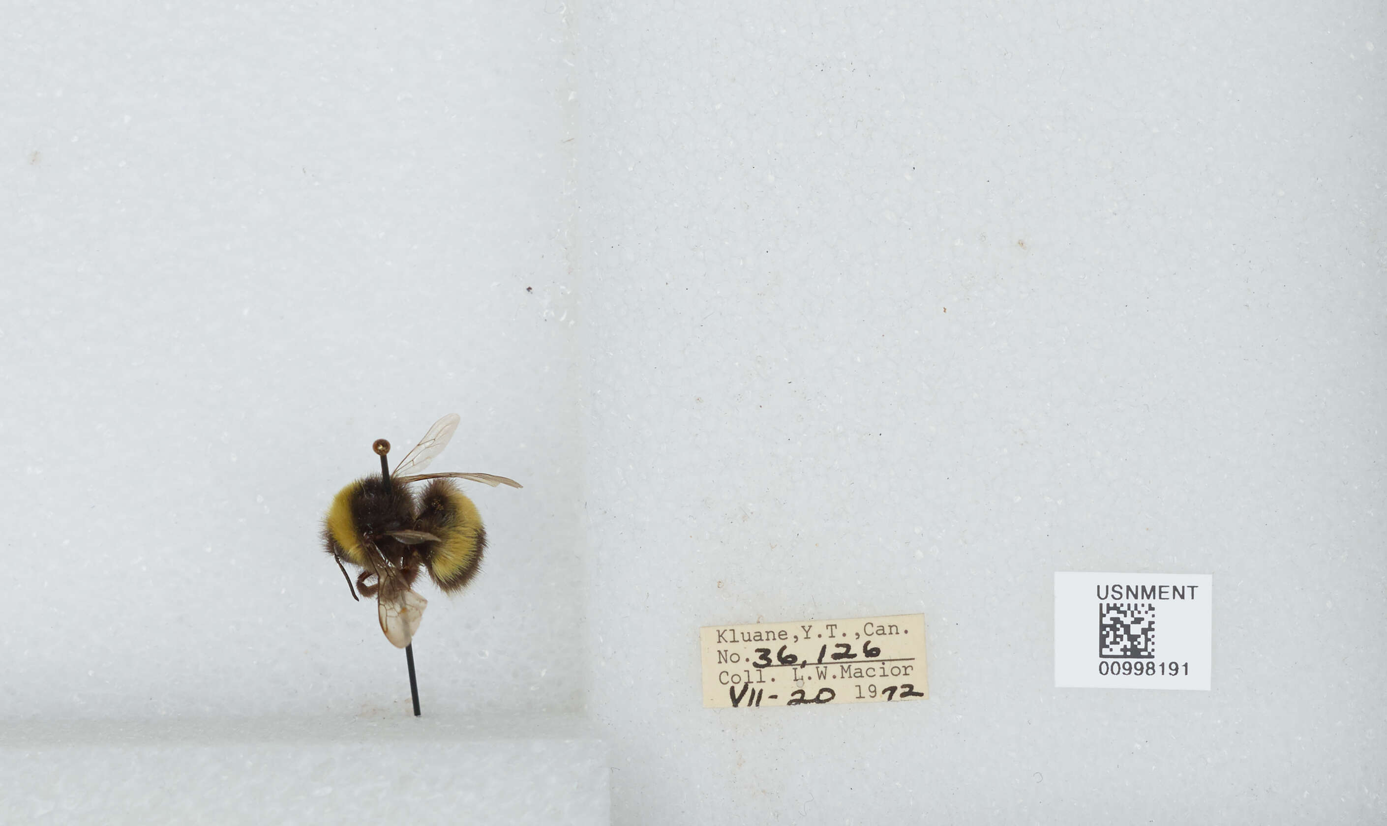 Image of White-tailed bumblebee