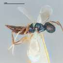 Image of Allotropa scutellata Muesebeck 1954