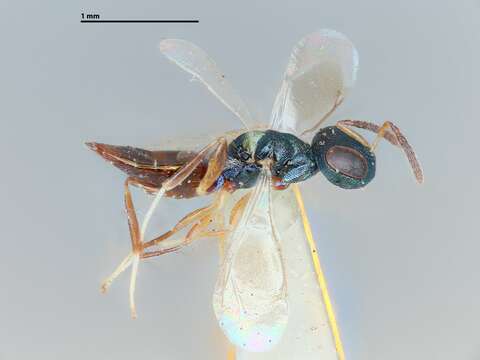 Image of Allotropa scutellata Muesebeck 1954