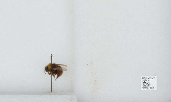 Image of Buff-tailed bumblebee