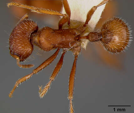 Image of Western Harvester Ant