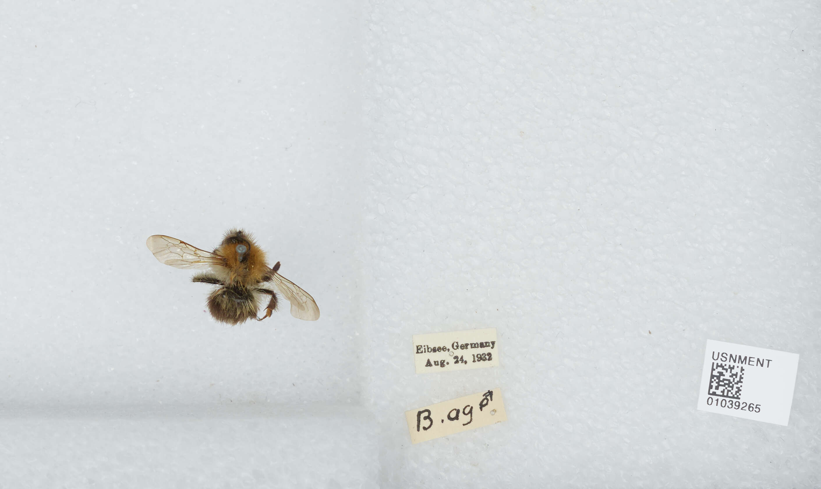 Image of Common carder bumblebee