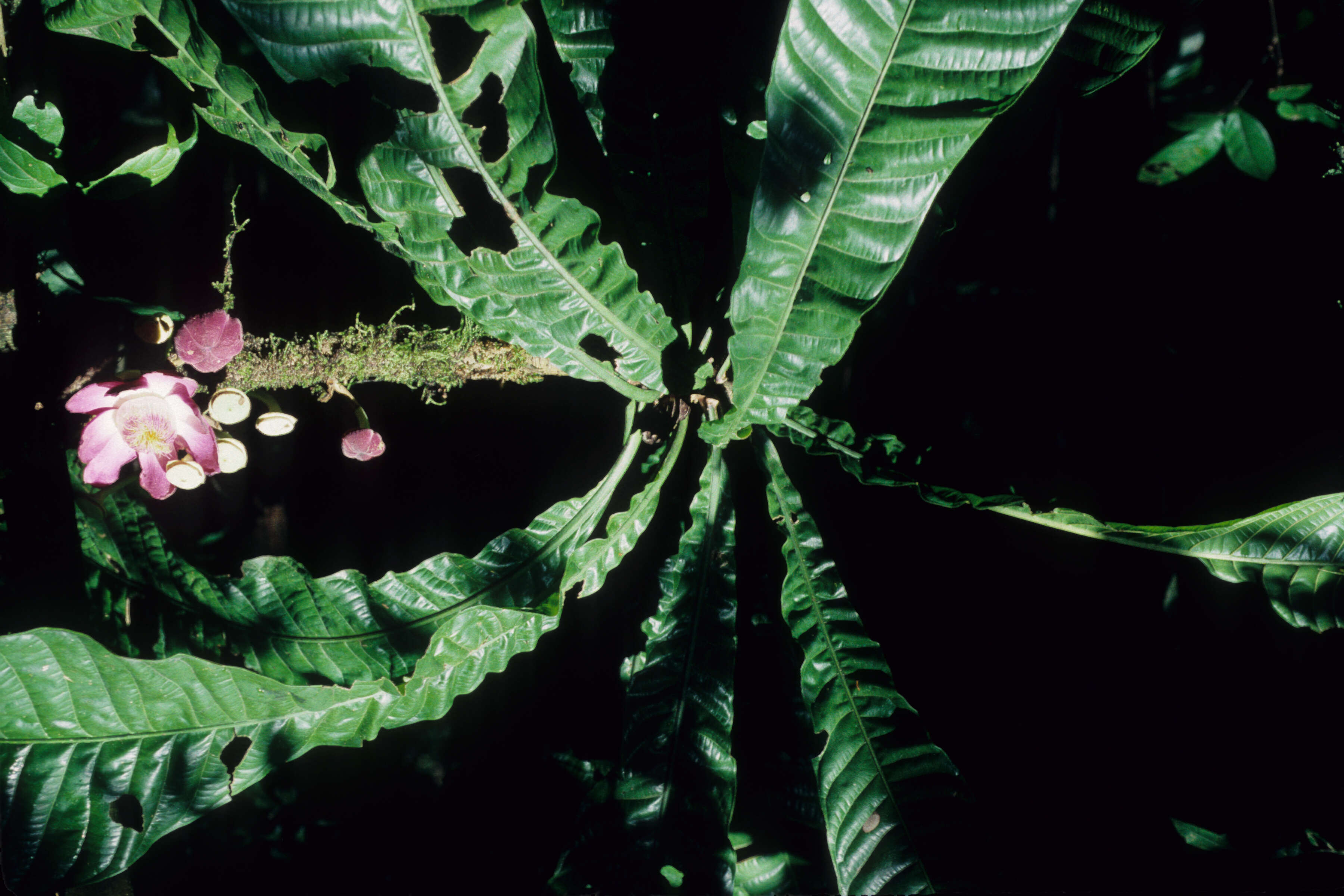 Image of Gustavia longifolia Poepp. ex O. Berg
