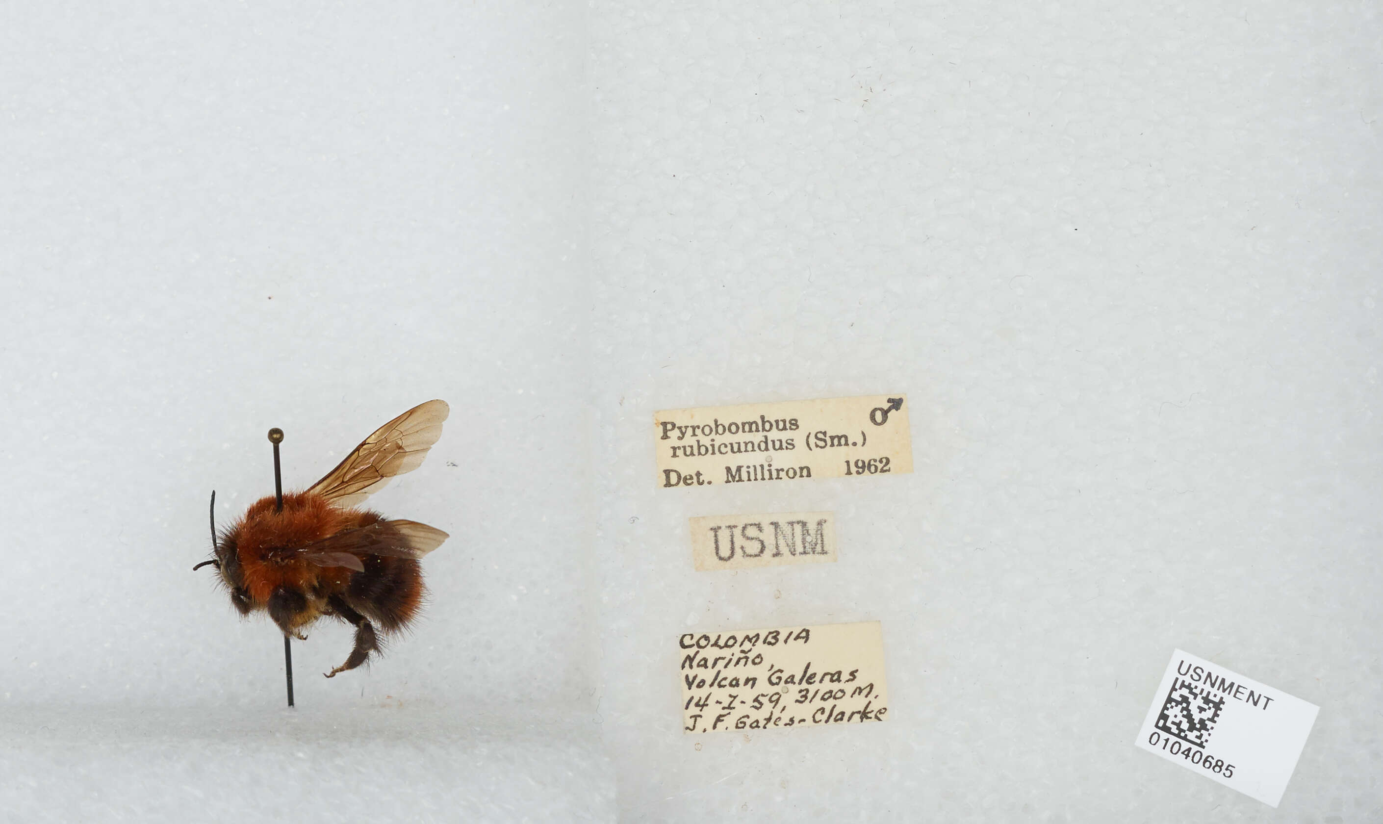 Sivun Bombus rubicundus Smith 1854 kuva