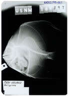 Image of Orbicular batfish