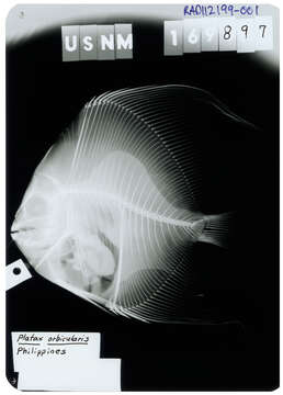 Platax orbicularis (Forsskål 1775) resmi