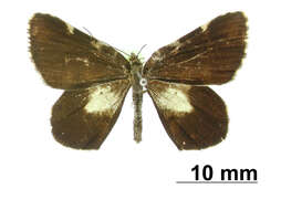 صورة Heterusia maculata Dognin 1907