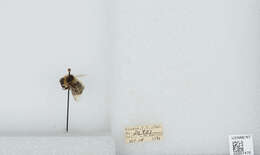 Image of Frigid Bumble Bee