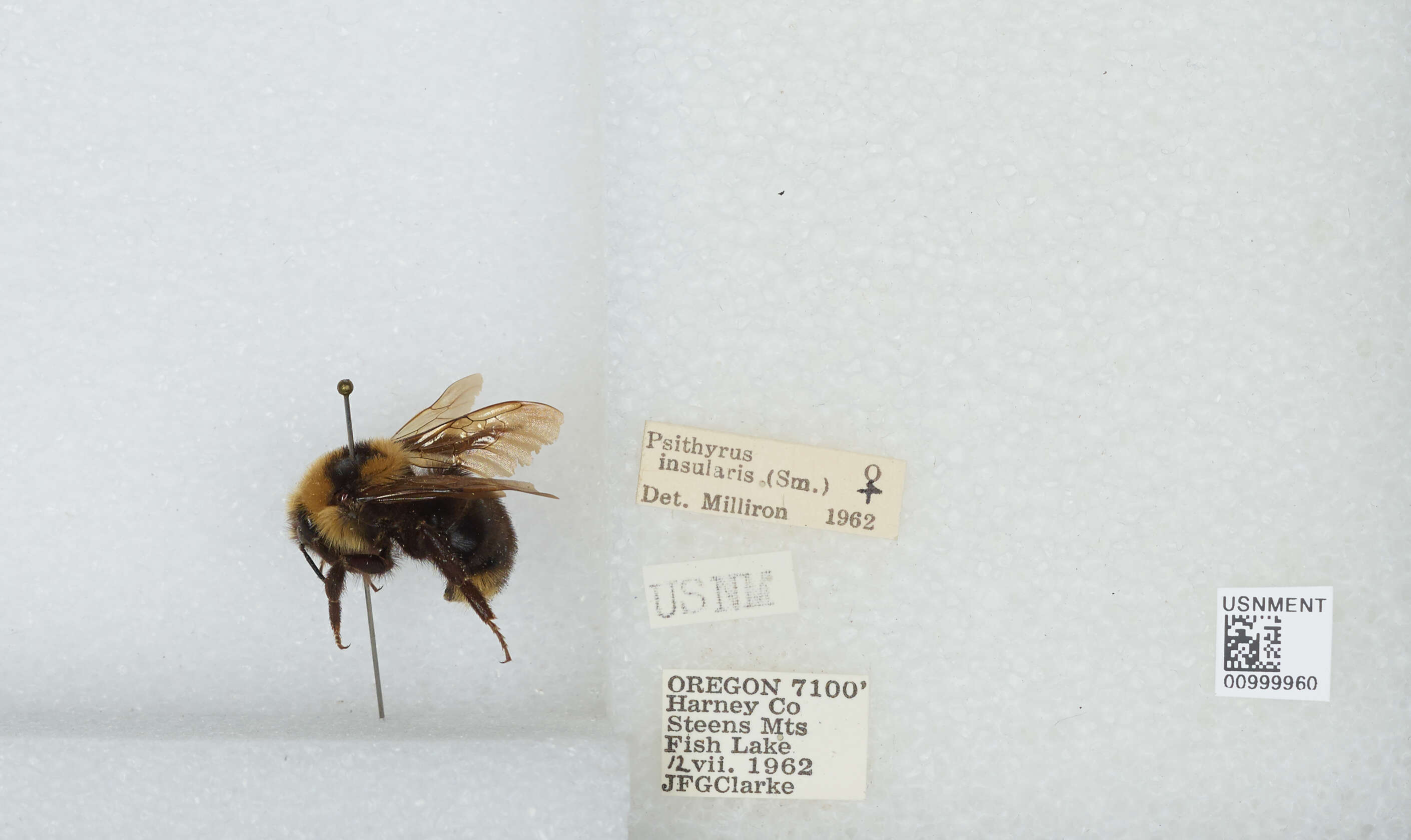 Image de Bombus insularis (Smith 1861)