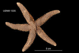 Image of Common Seastar
