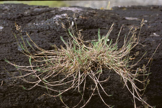 Image of creeping bentgrass